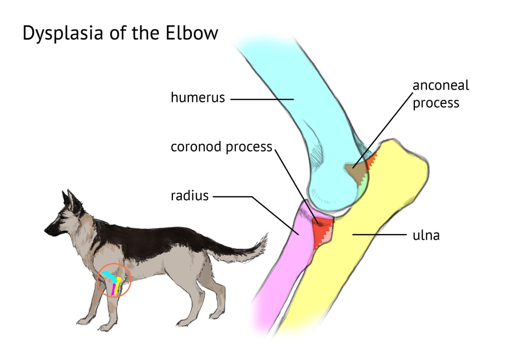 Elbow Dysplasia in Dogs Medical Diagram