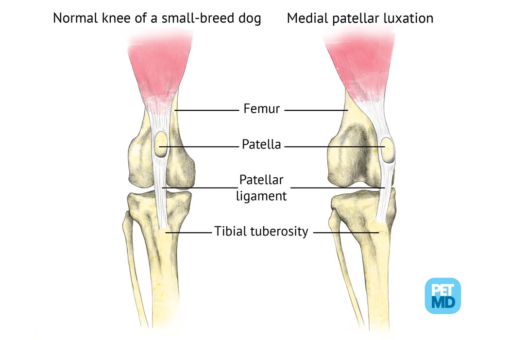 Patellar Luxation in Dogs Medical Diagram