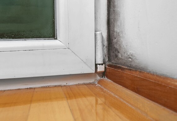 is mold dangerous for dogs