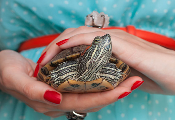 7 Mistakes to Avoid With Your Pet Turtle | Pet Turtle Dos and Don'ts | PetMD