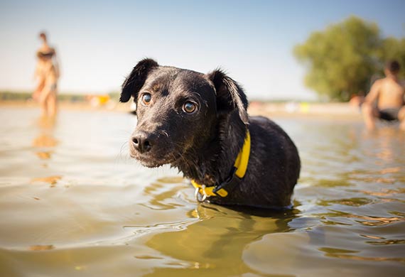 7 Water Parasites and Diseases that Can Infect Your Dog | PetMD