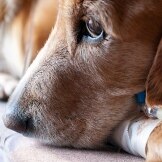 Is Chemotherapy Right for Your Pet?