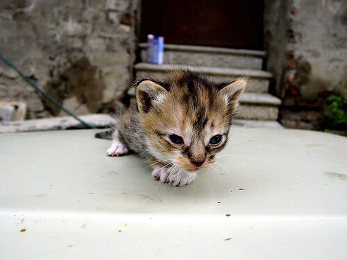 Orphaned Kitten Care