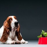 Can Dogs Stay Healthy On A Vegetarian Diet?