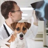 Why Repeating Pet's Diagnostic Tests is Important for Lifesaving Cancer Treatment