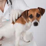 Canine Vaccination Series: Part 3