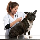 Canine Vaccination Series: Part 5
