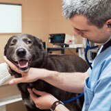 Understanding Metronomic Chemotherapy for Pets with Cancer