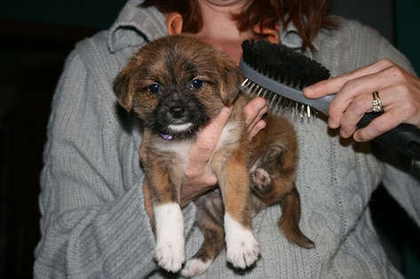Brushing and Coat Care: A How-To Guide for Puppies (and Dogs)