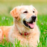 Chemotherapy Options for Pets with Cancer