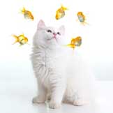 Of Cats and Fish