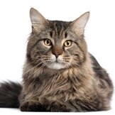 New Cat Vaccination Guidelines You Should Know