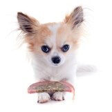 Facts About Fat in Your Pet's Diet