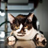 Under the Knife: What Happens When Your Cat is Under Anesthesia?
