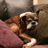Caring for Your Dying Pet at Home