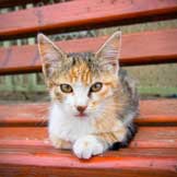 What You Should Know About Your Community's Feral Cats
