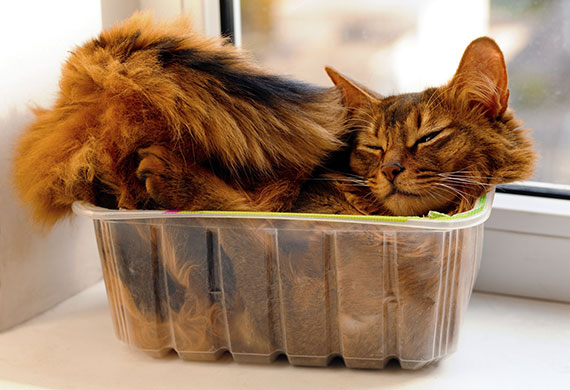 Best Pets for Apartments PetMD