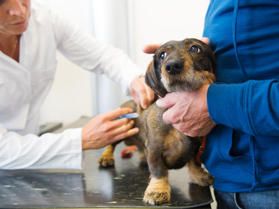Should You Vaccinate Your Dog Against Canine Flu?