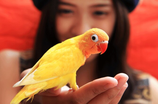 The 8 Most Popular Pet Birds