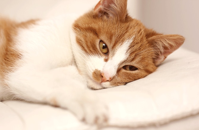 7 Common GI Problems in Cats