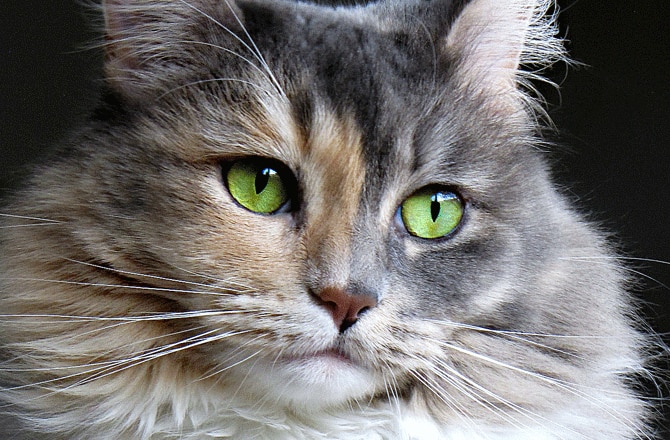 7 Common Eye Problems in Cats