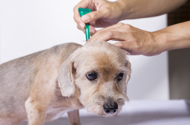 6 Signs Your Flea Medication Isn’t Working