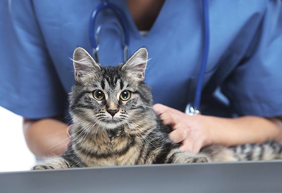 5 Signs of Renal Disease in Cats