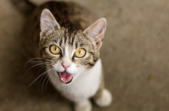 7 Reasons Your Cat Won’t Stop Meowing