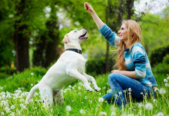 Ten Natural Methods for Controlling Fleas in Dogs