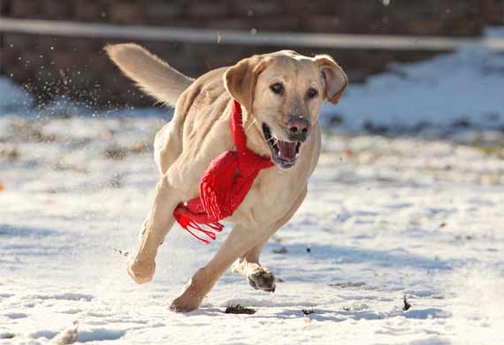 Top Ten Ways to Exercise with Your Dog in the Winter