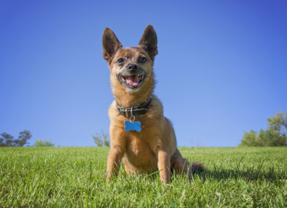 Dog DNA Tests: The 6 Most Common Results for Mixed Breed Dogs