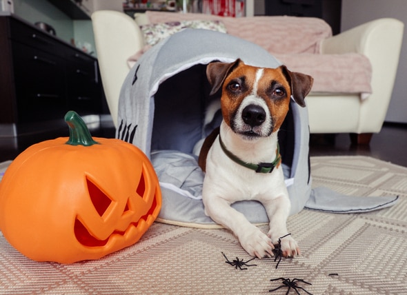 Halloween Safety Checklist: 5 Things Pet Parents Should Do on Halloween Night