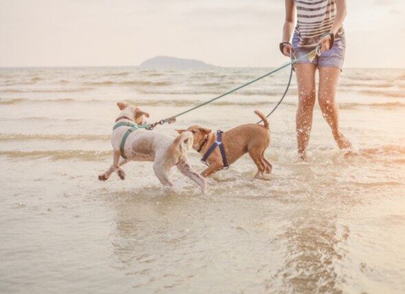 5 Pet Safety Tips for Taking Your Dog to the Beach