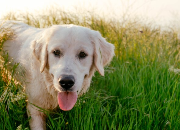 Pet Safety: 5 Environmental Risks That Can Make Your Pet Sick