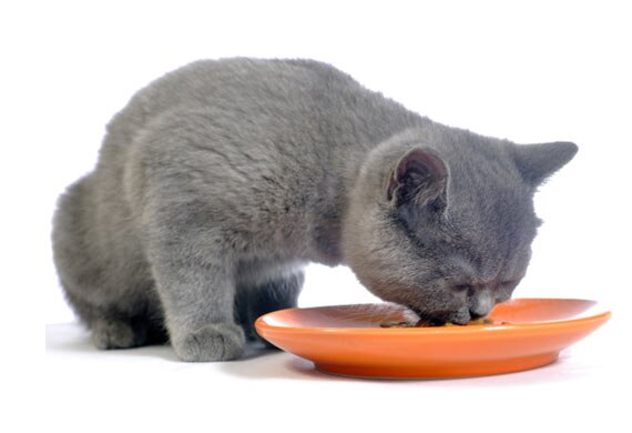 5 Tips for Choosing Kitten Food