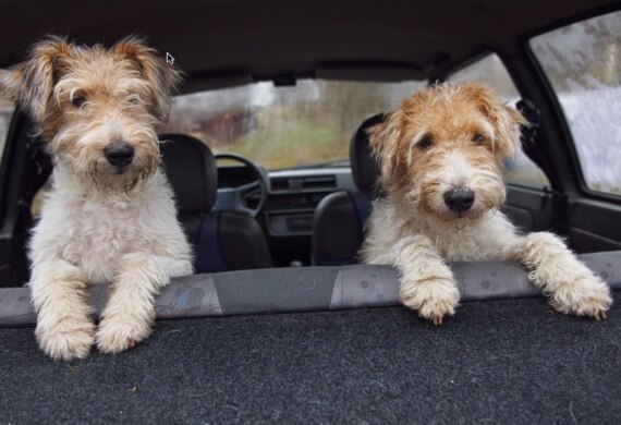 10 Car Safety Items for Your Pet