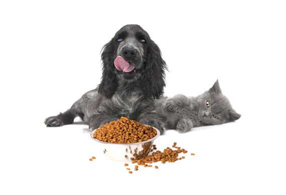 Six Signs it’s Time to Change Your Pet’s Food
