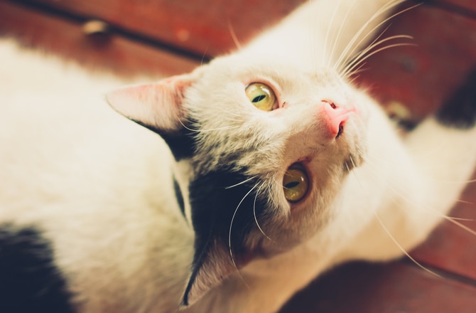 8 Common Ear Problems in Cats