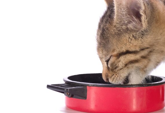 Are You Overfeeding Your Cat?