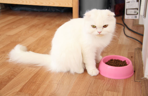 Why Fat is Good for Your Cat
