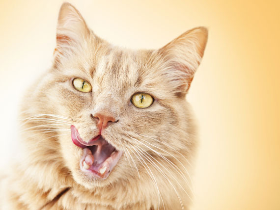 5 Reasons Your Cat is Extremely Hungry