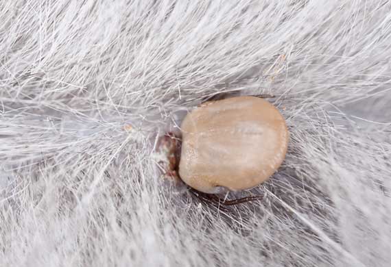 Tick-Borne Diseases and Your Cat