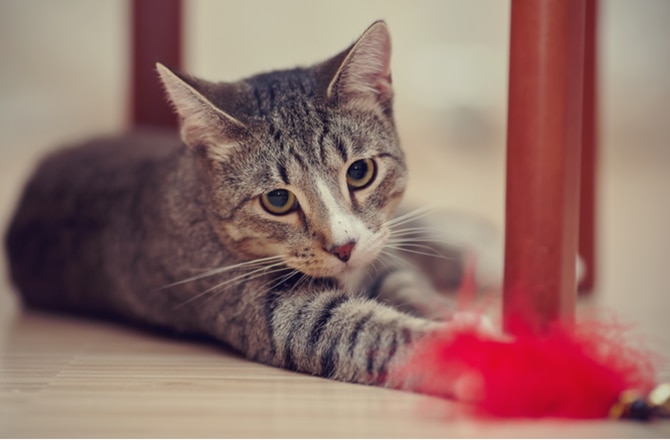 7 Cat Toy Dangers You Should Know