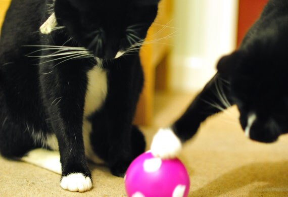 4 Must-Read Tips Before Buying a Food-Dispensing Cat Toy