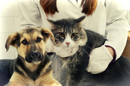 Picking The Right Vet: A Cheat Sheet