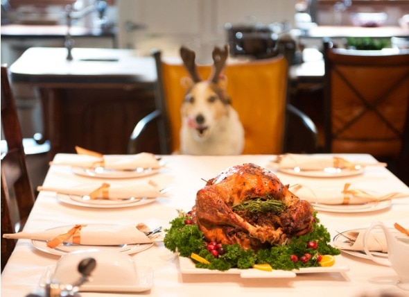 7 Safe and Healthy Human Foods for Dogs That You Can Serve for the Holidays
