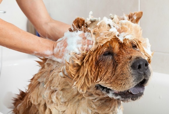 Top 10 Cleanest Dog Breeds