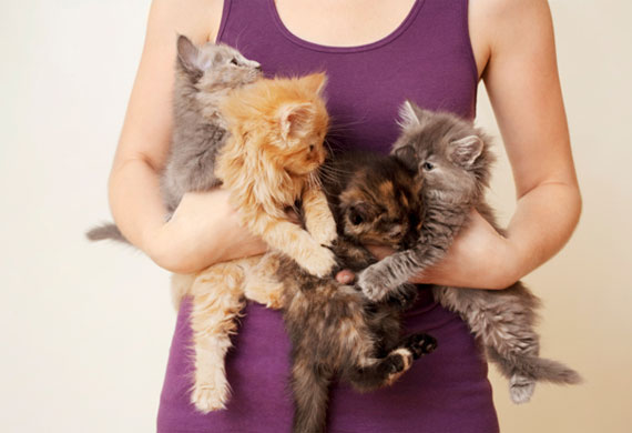 10 Kitten Supplies to Add to Your Checklist