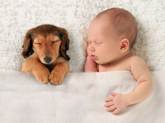 6 Ways to Get the Dog Ready for Your Baby