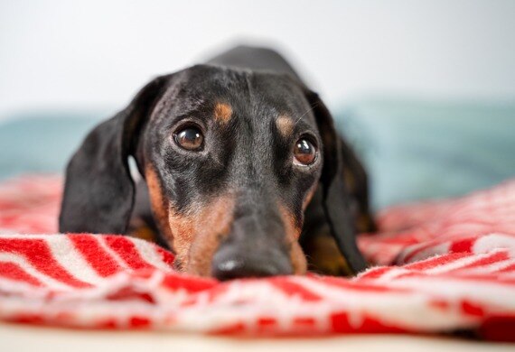 8 Dog Back Pain Remedies That Can Help Your Dog